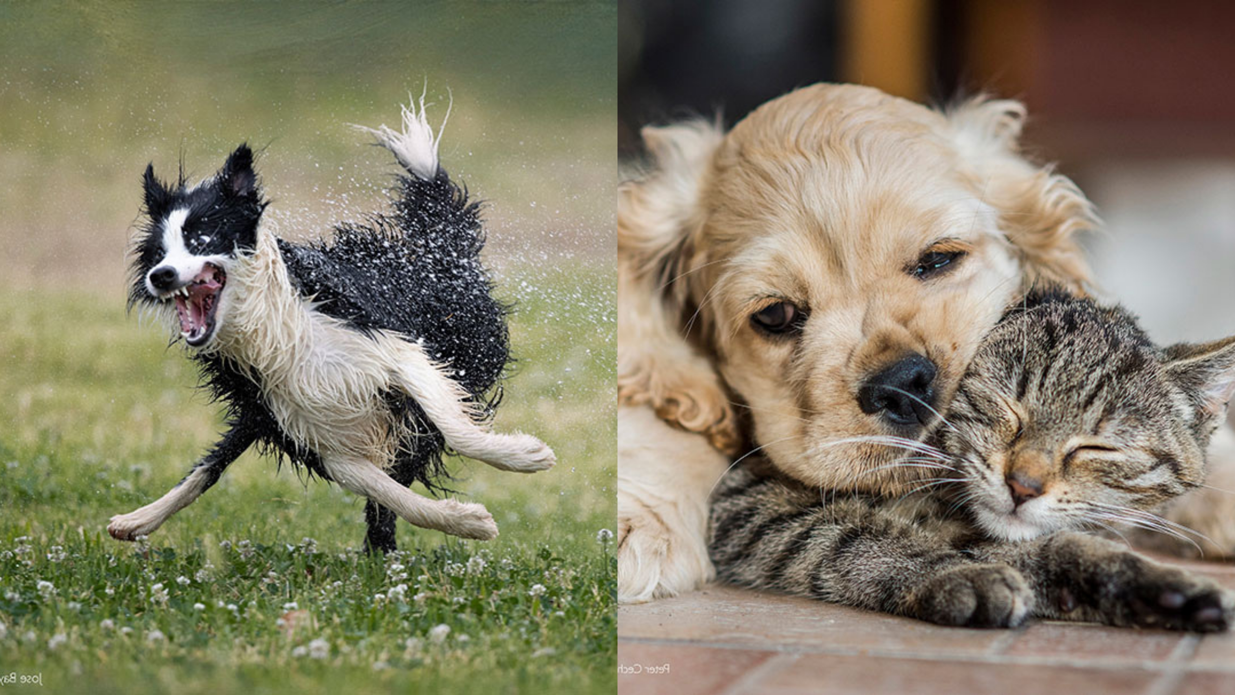 Animais fofos fazendo coisas engraçadas 2022 - cães e Gatos
