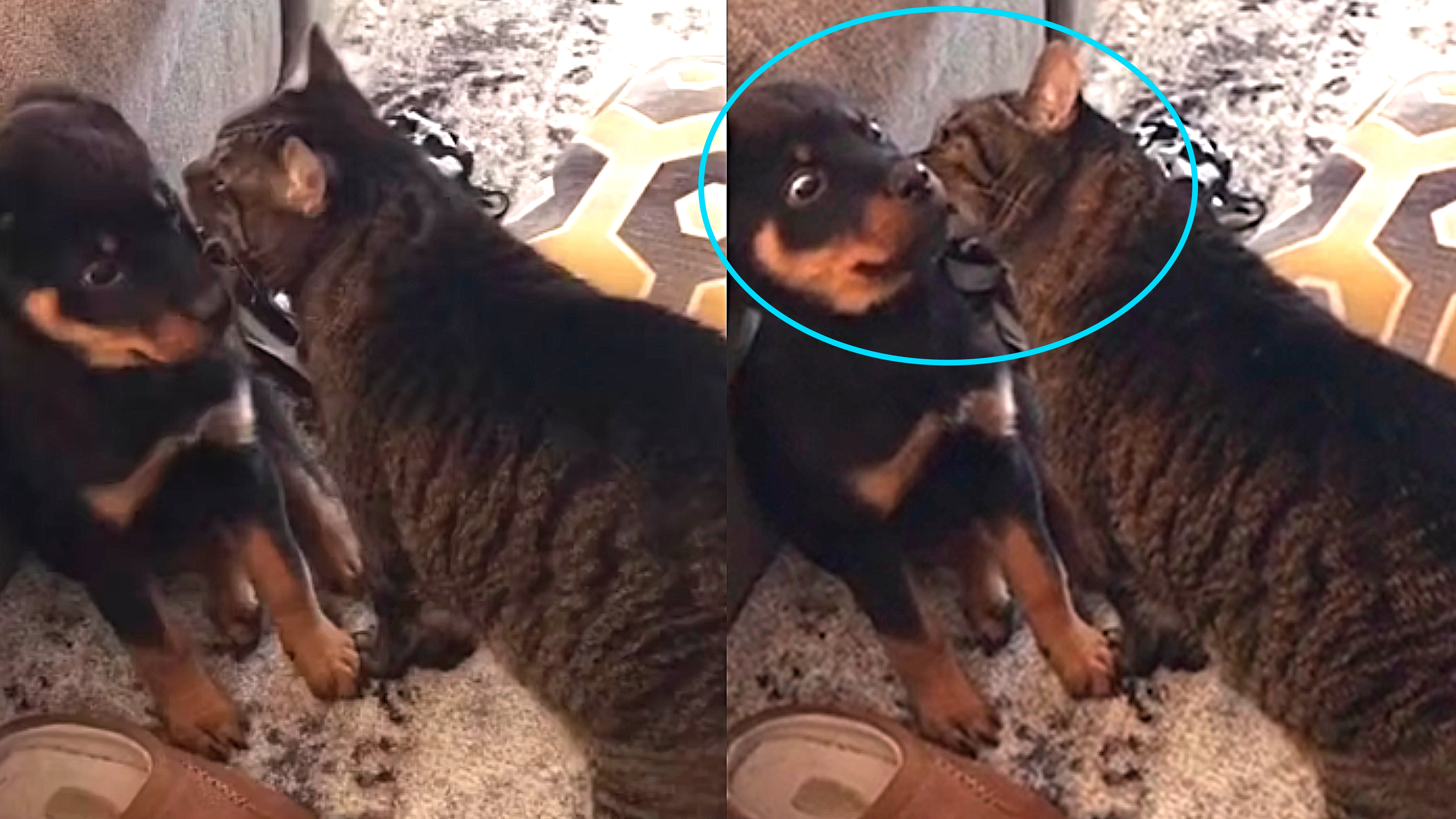 Cão fica apavorado ao ganhar beijos de gato e vídeo engraçado