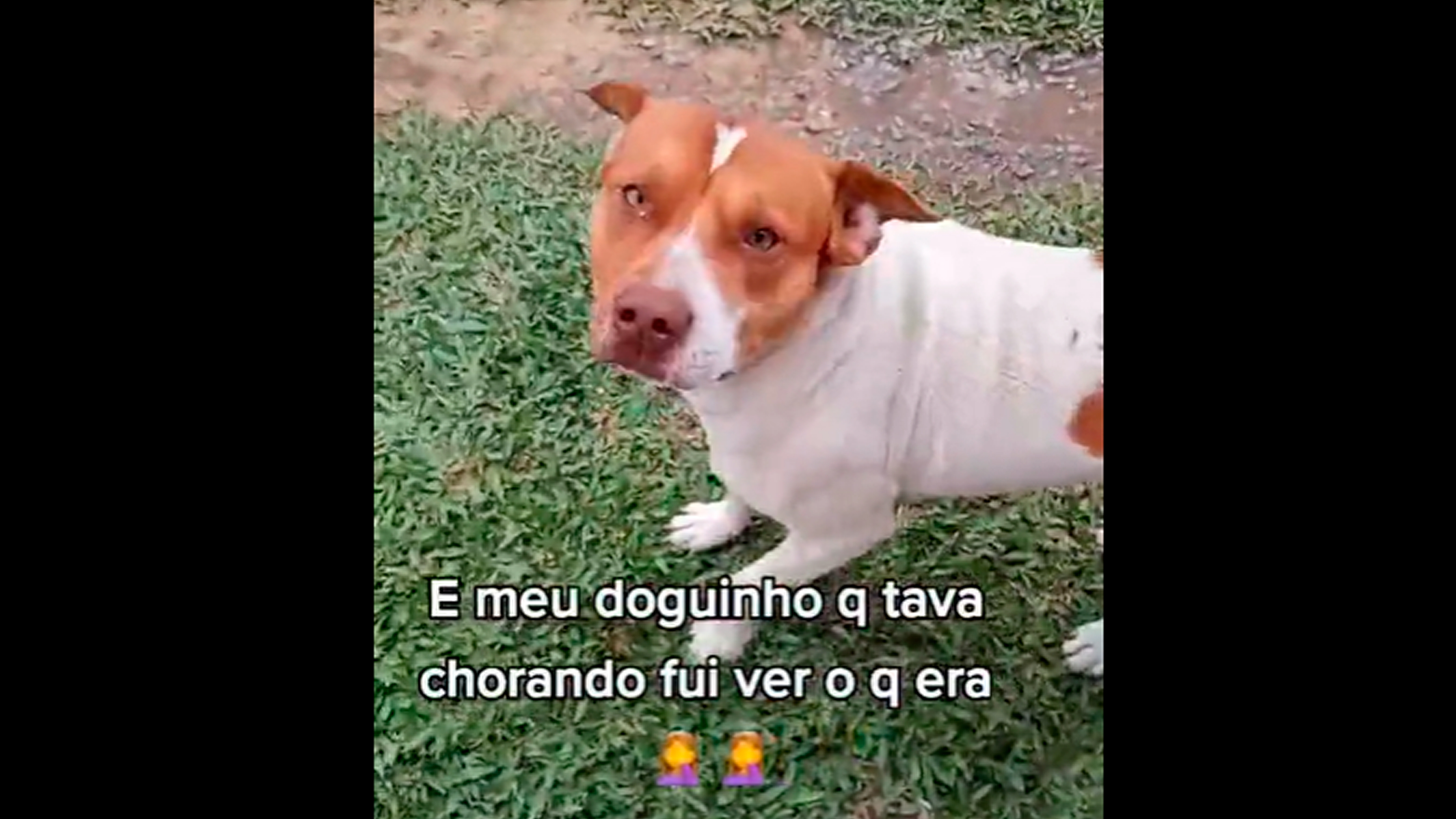 cachorro chorro original meme｜Pesquisa do TikTok