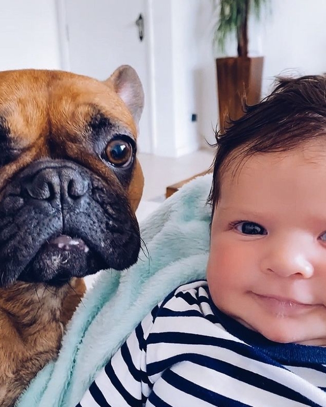 Buldogue francês nas mãos de seu mestre sente-se que a garota ama seu  animal de estimação e o abraça e o beija com força