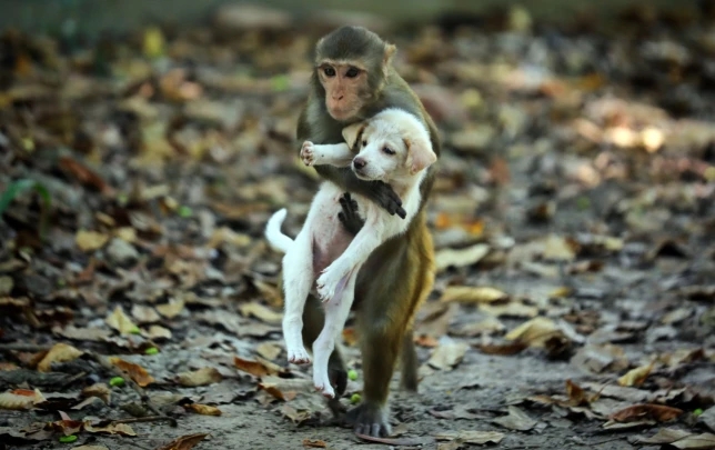 Macaco conhecido como Chico 'sequestra' filhotes de cães e gatos