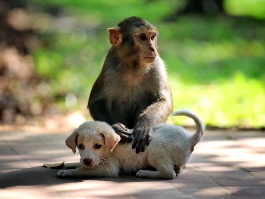 Macaco conhecido como Chico 'sequestra' filhotes de cães e gatos