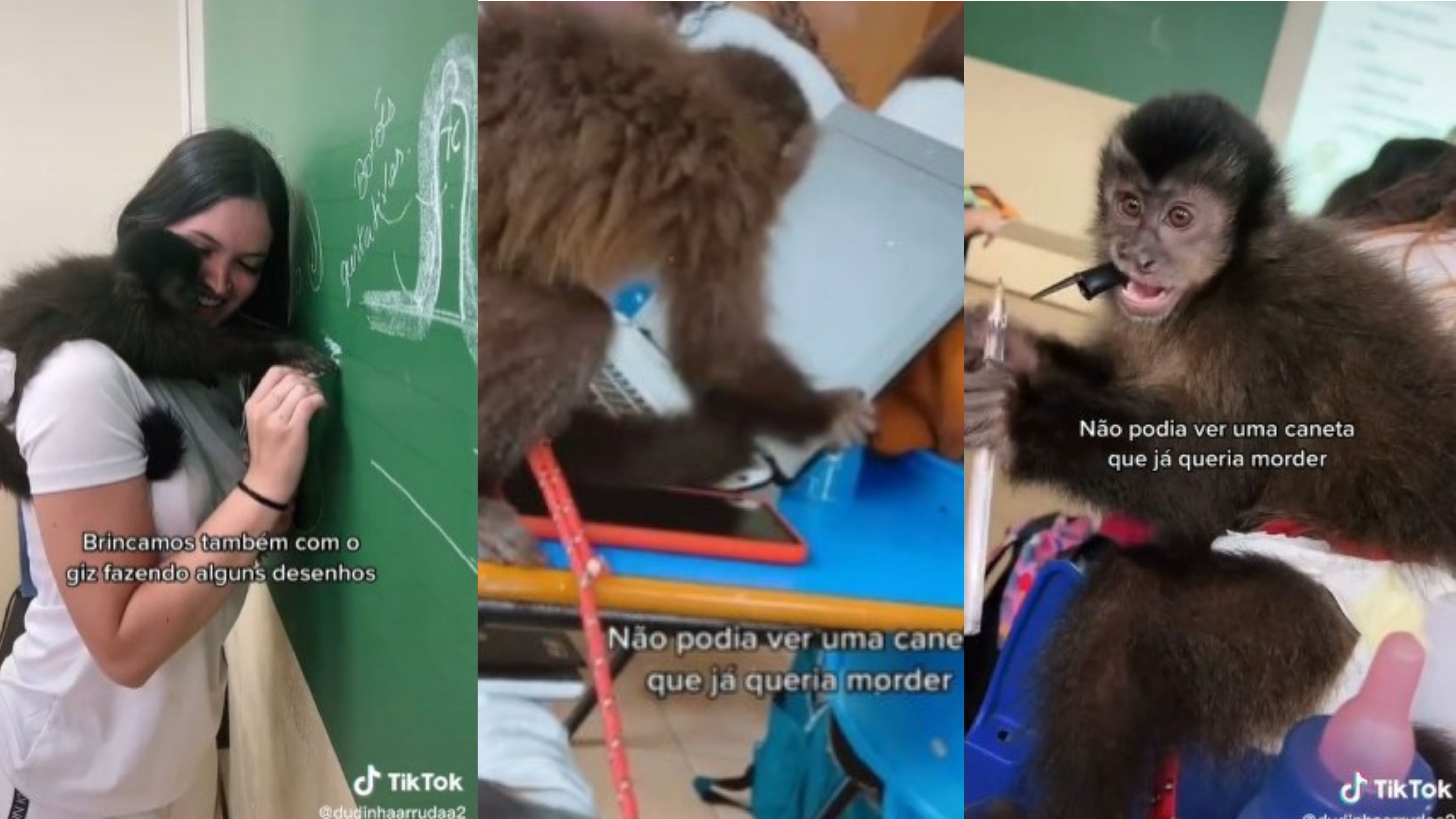 Macaco-prego participa de aula em faculdade e viraliza na web; vídeo