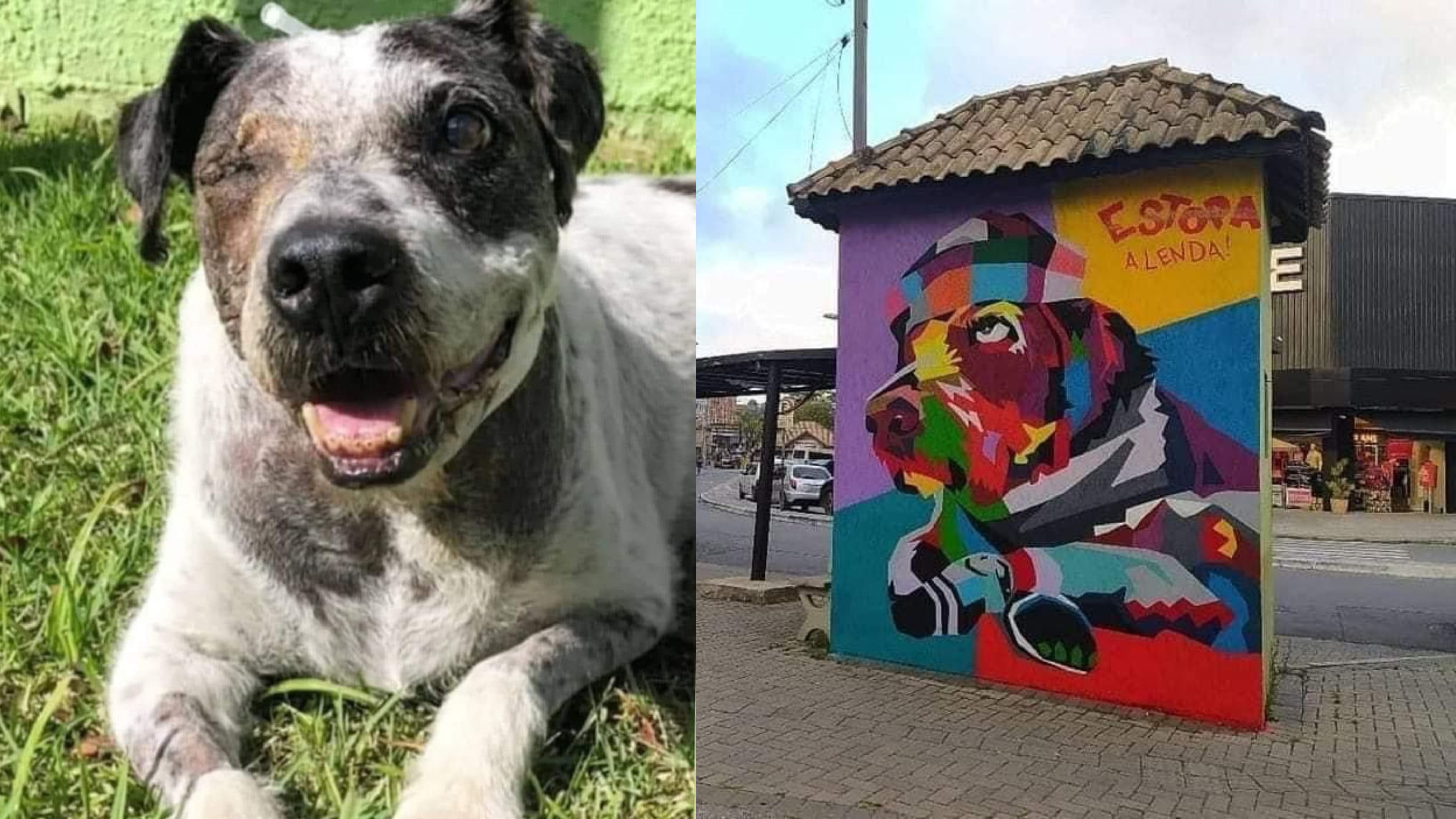 Morre cachorro que havia se tornado símbolo de vitória em cidade paulista