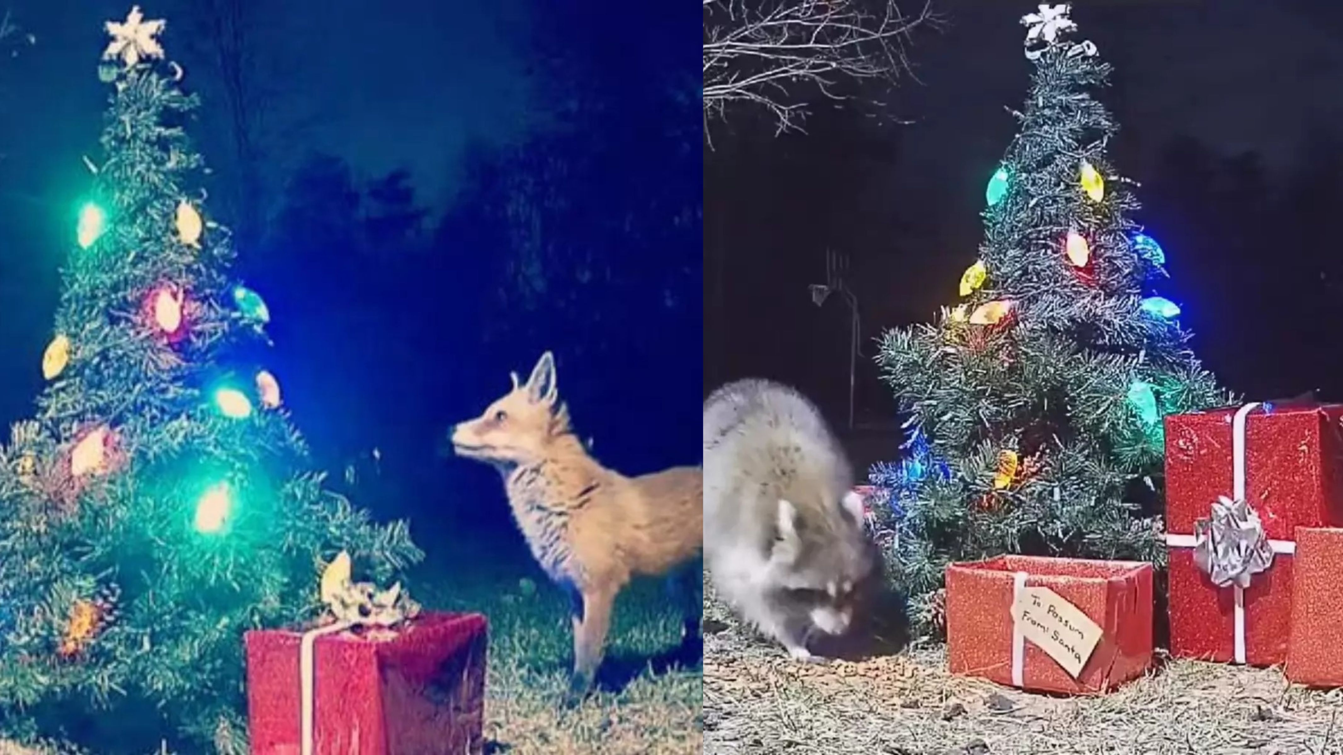 Mulher instala câmera perto de árvore de Natal e flagra visitantes incríveis