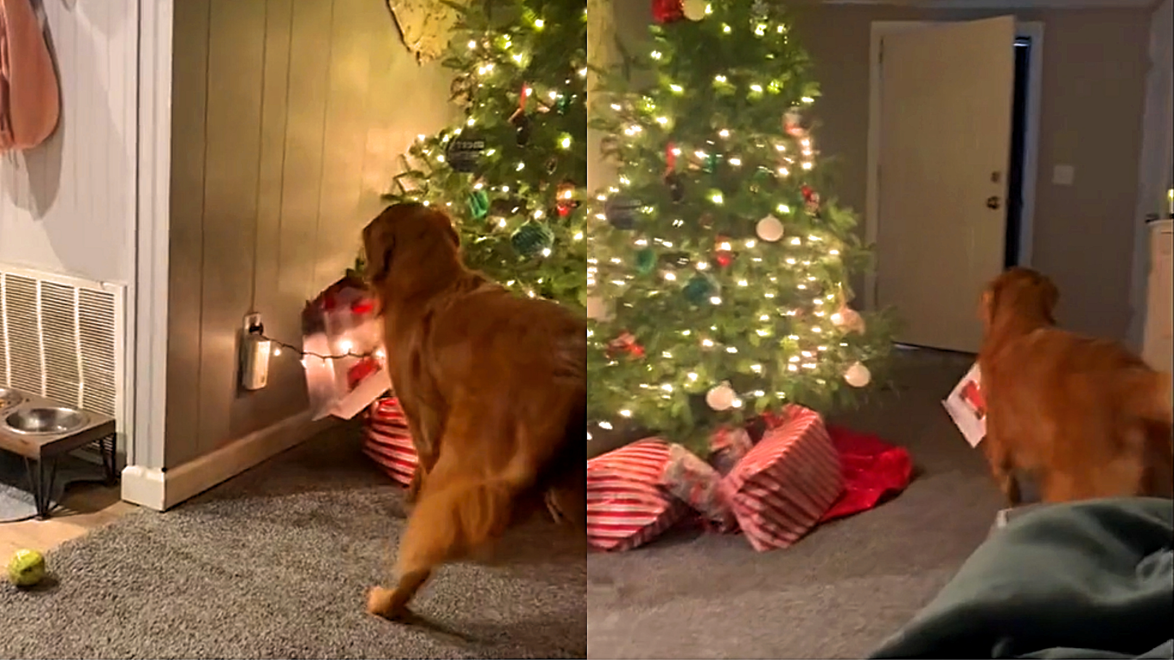 Golden retriever ansiosa rouba de baixo de árvore presente que ganharia no  Natal
