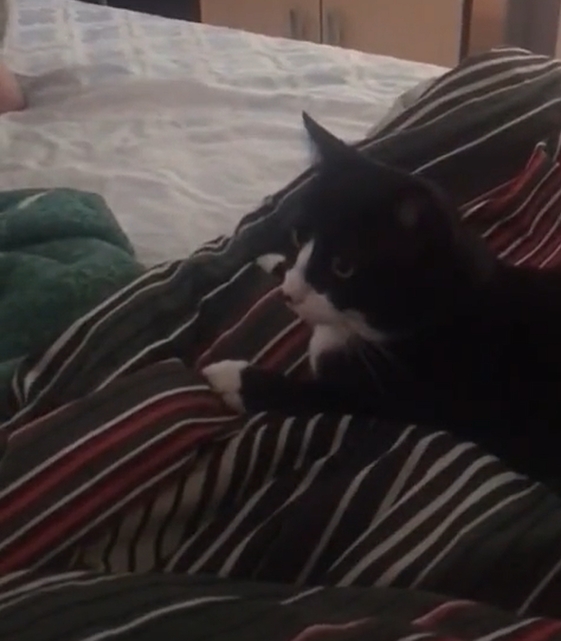 Vídeo de gato que late faz sucesso na internet
