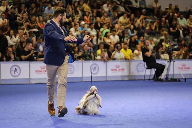 Shih-tzu brasileira é a grande vencedora da premiação 'Melhor Cão