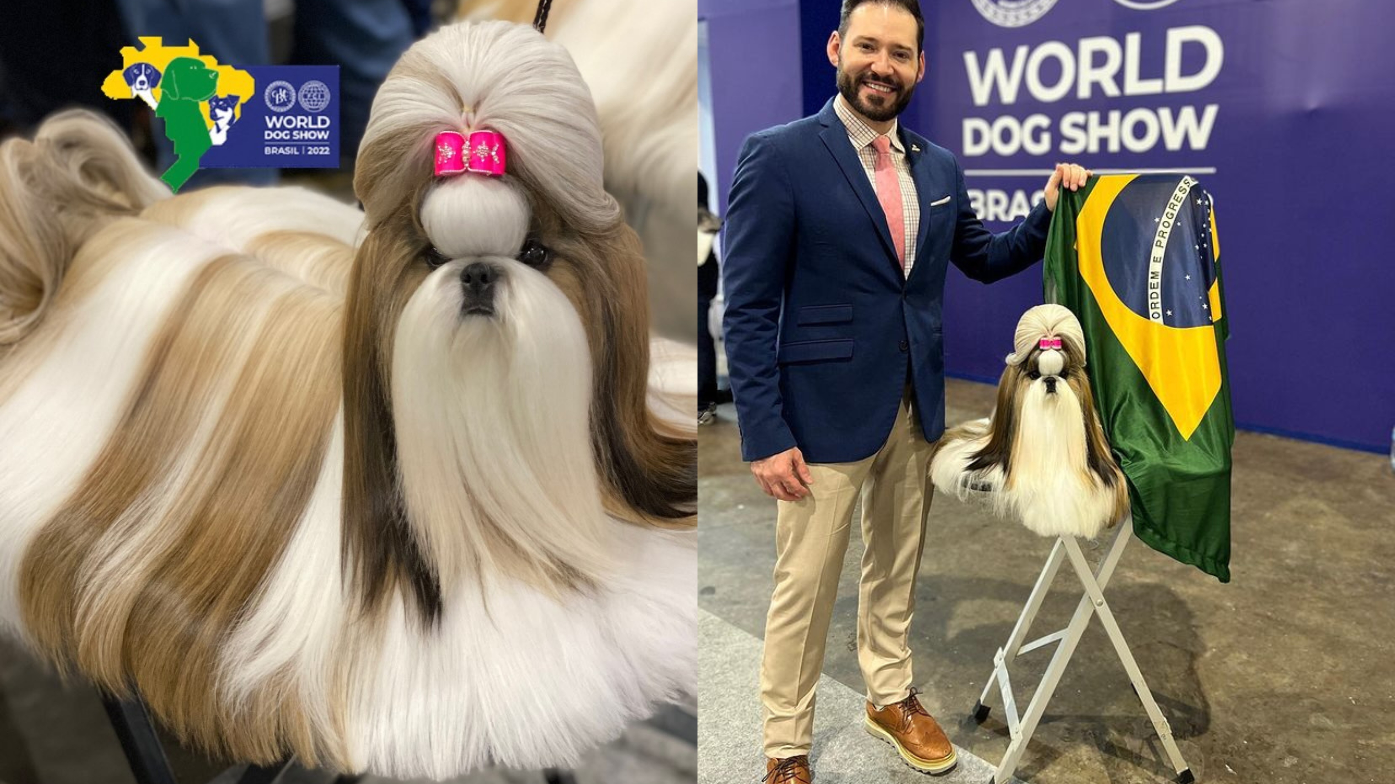 Shih-tzu brasileira é a grande vencedora da premiação 'Melhor Cão do Mundo'  em evento em SP