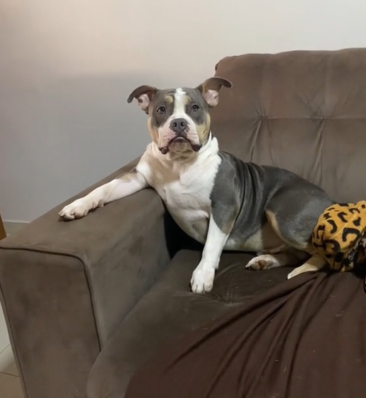 Cachorro é flagrado assistindo futebol sentado no sofá feito gente