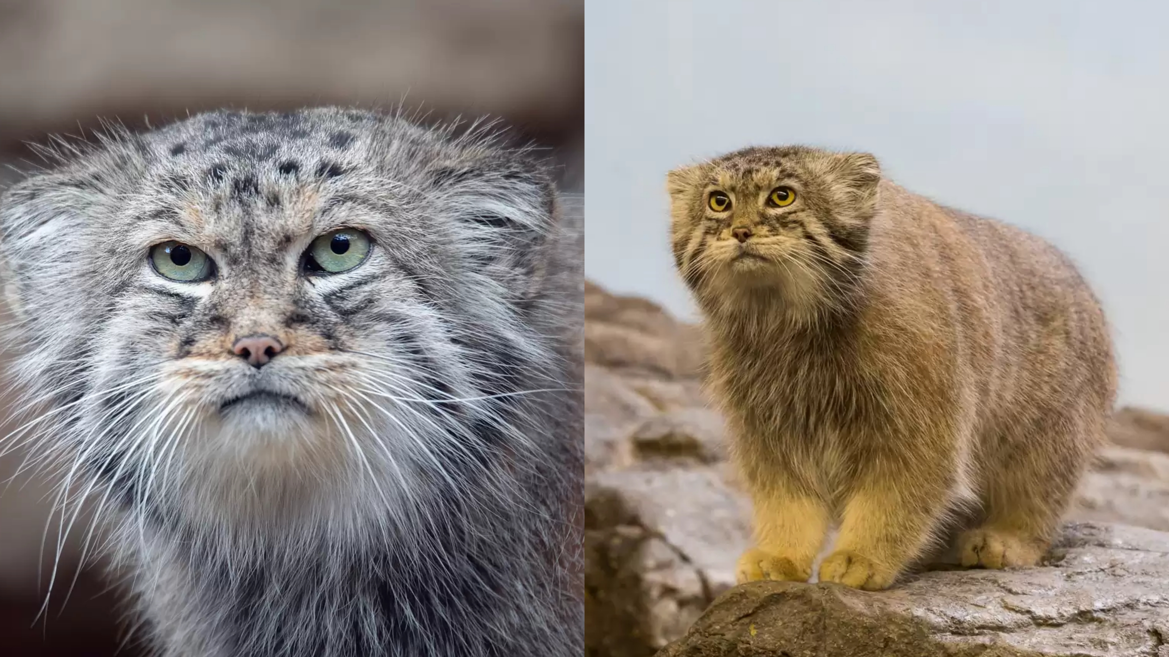 Gato mais raro do mundo pode custar quase R$ 80 mil - Mega Curioso