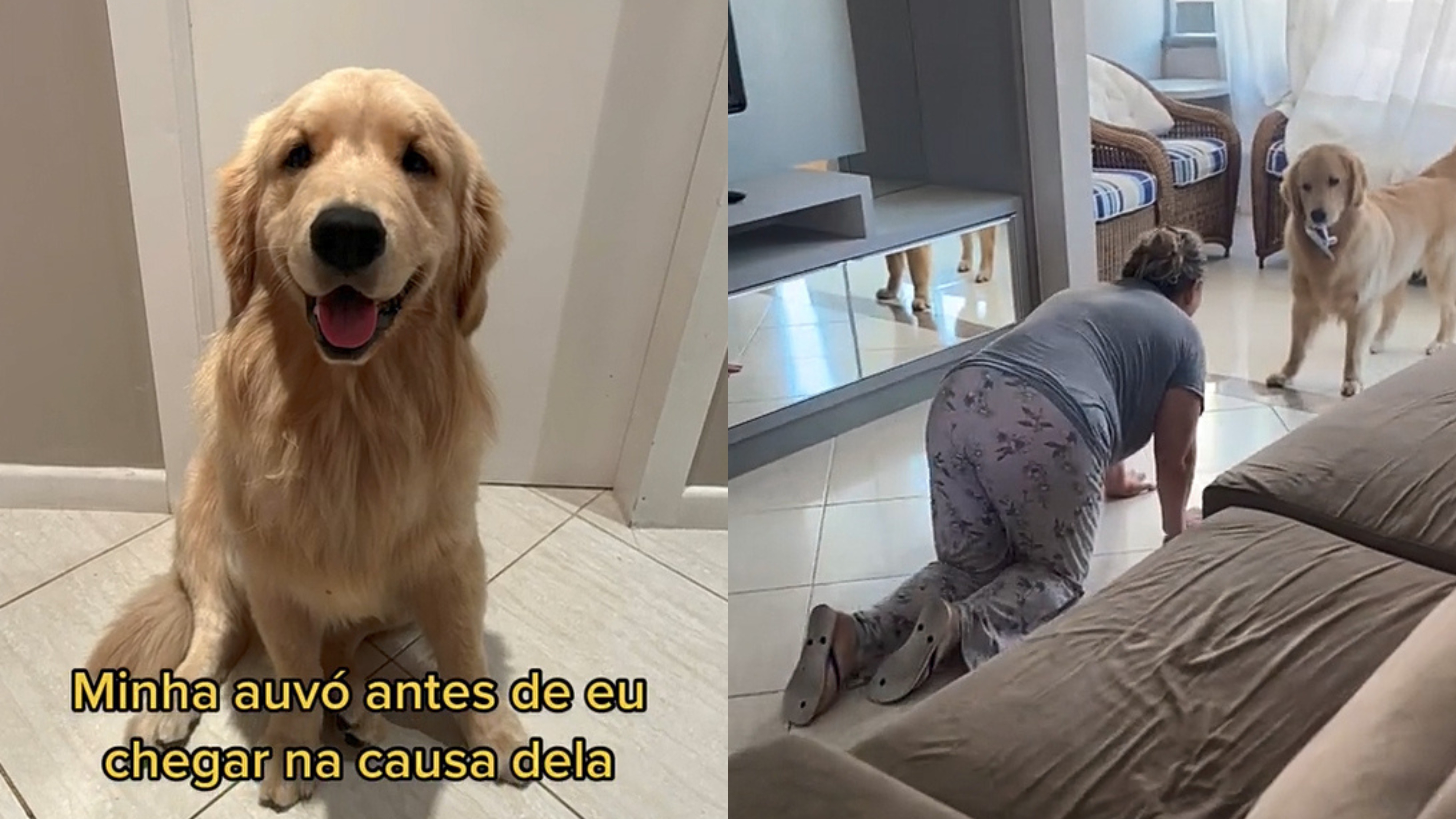 Videos Engraçados de cachorros 