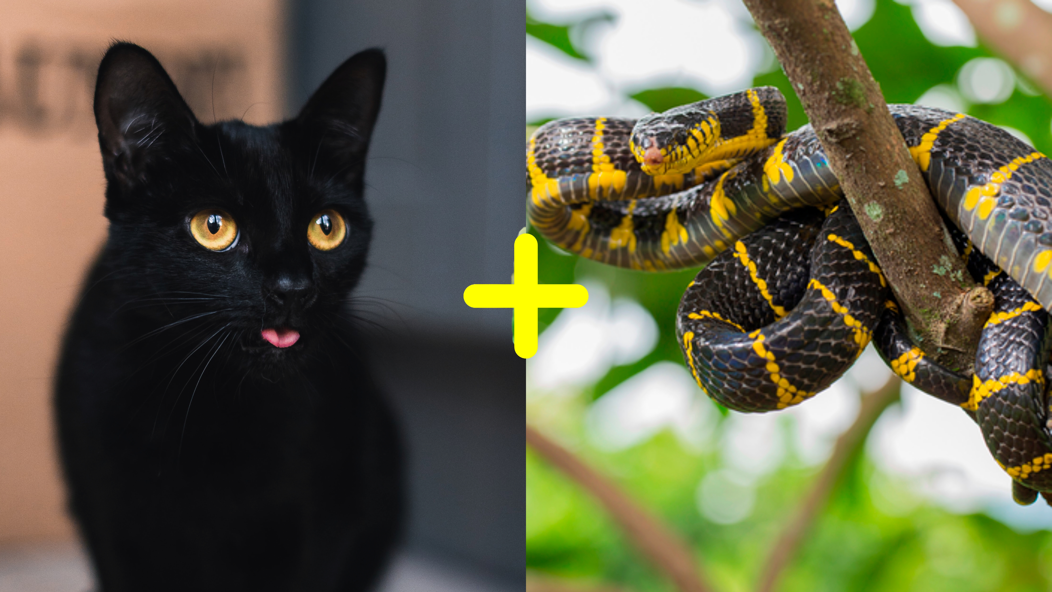 Foto de serpente no Instagram leva ao descobrimento de nova espécie