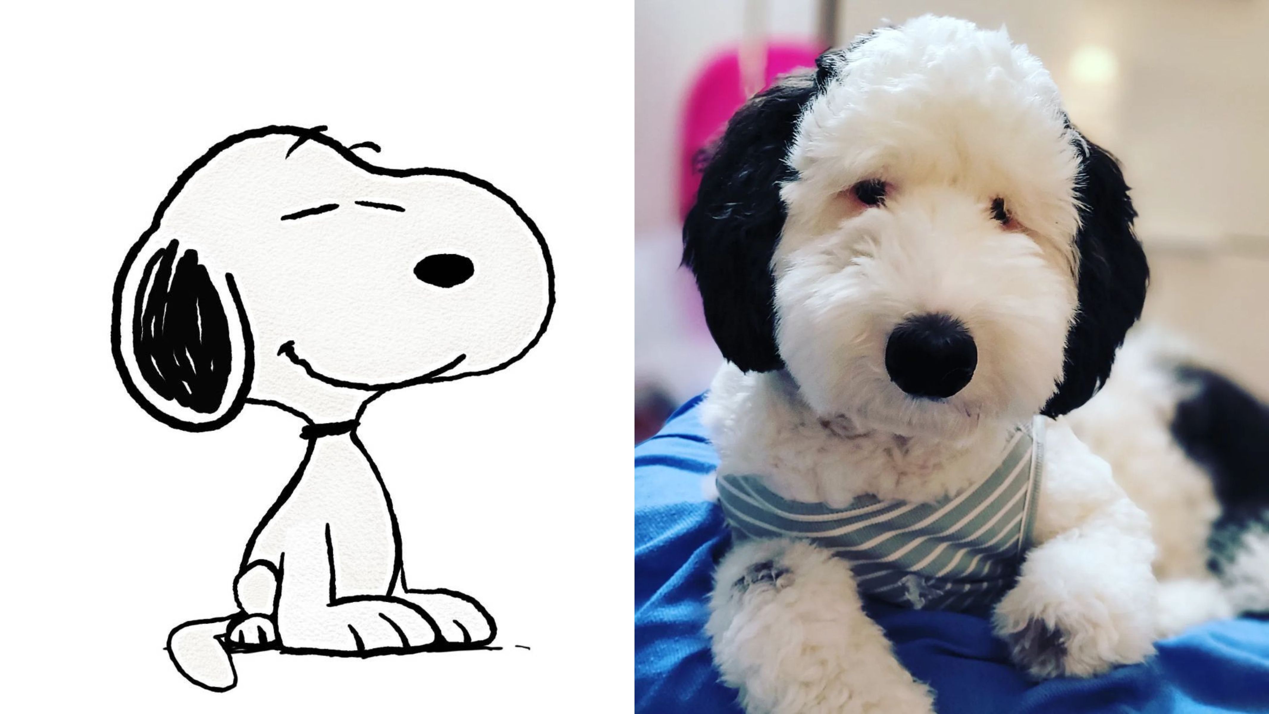 Conhe a Bayley O C ozinho Super Fofo S sia Do Personagem Snoopy Conhe a Bayley O C ozinho Super Fofo S sia Do Personagem Snoopy