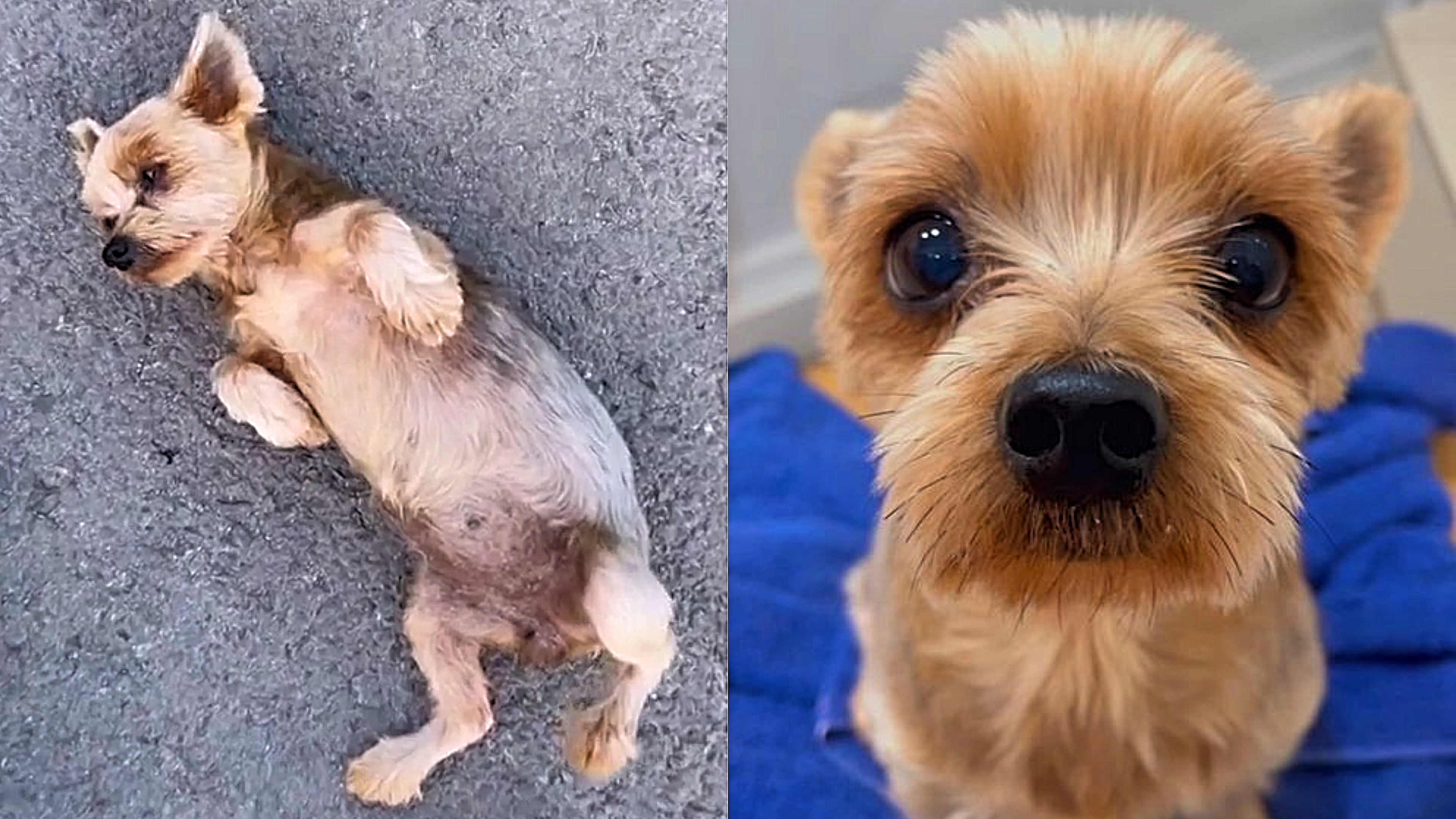 Cachorro 'adota' gata e vídeo super fofo conquista o coração dos