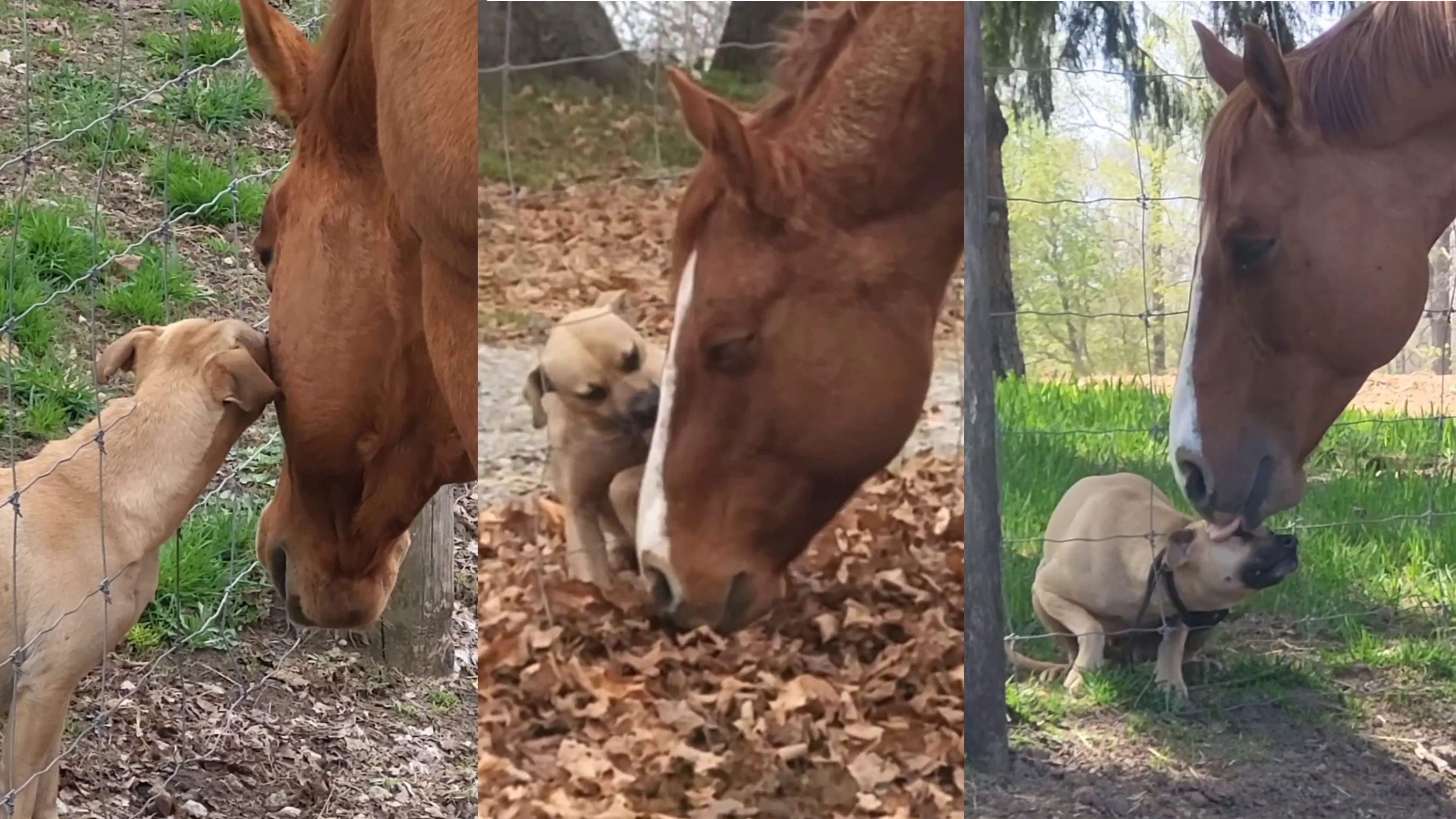 Cão caramelo adora ficar de rosto colado com amigo cavalo e vídeos fazem  sucesso online
