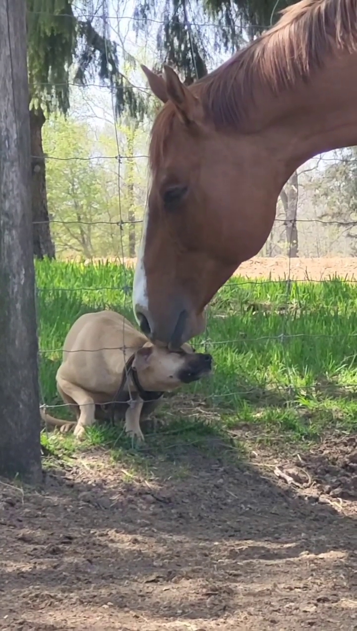 Cão caramelo adora ficar de rosto colado com amigo cavalo e vídeos fazem  sucesso online