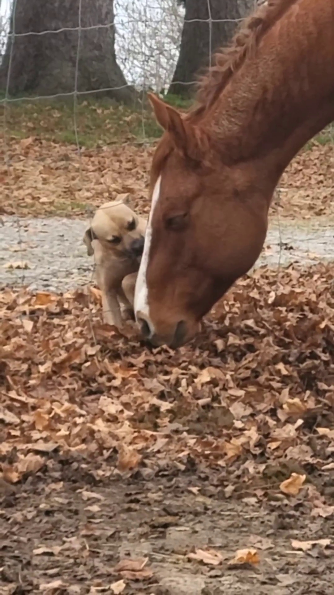 Foto de Cavalo Pulando e mais fotos de stock de Cavalo - Família