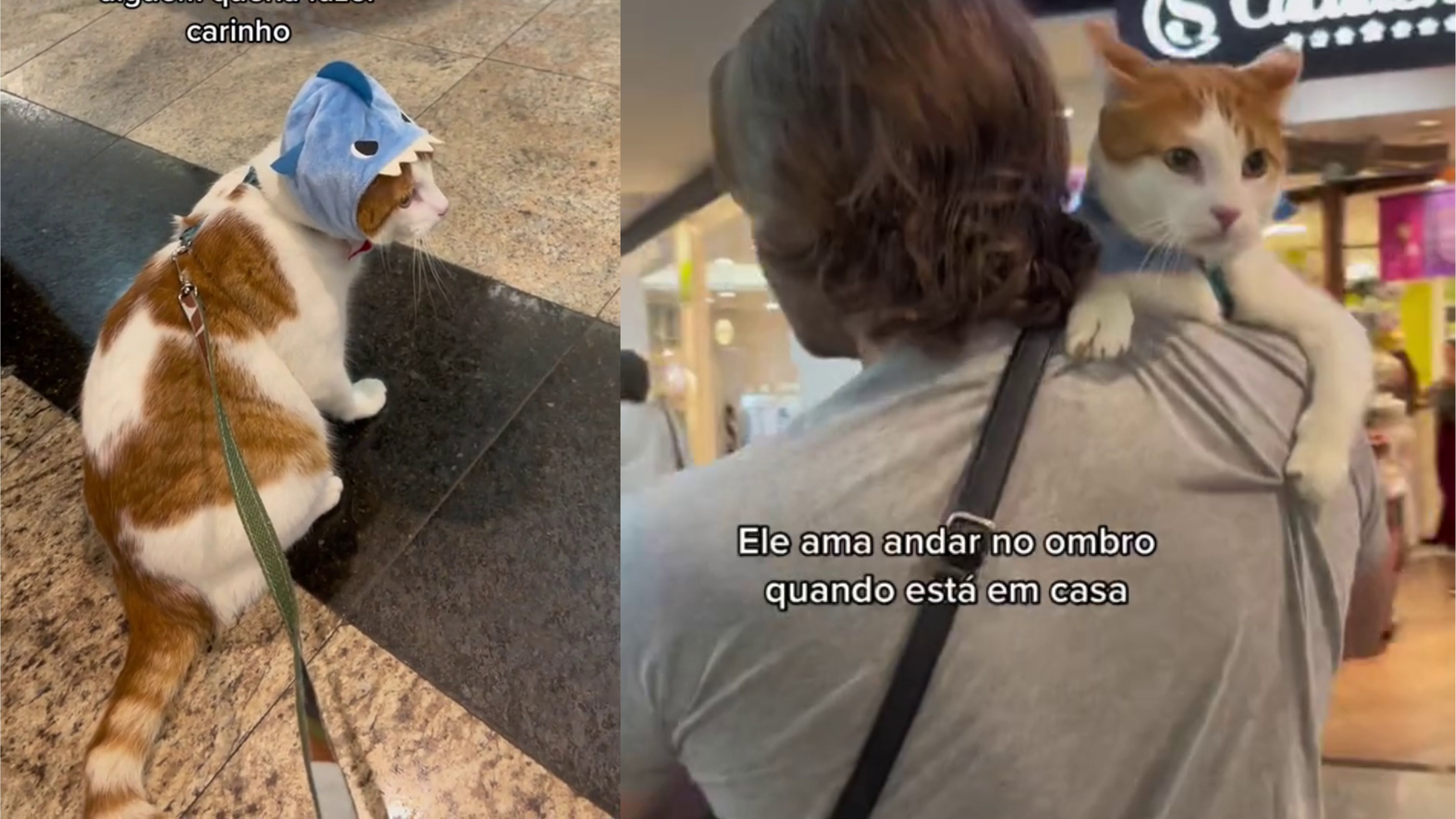 Sua vida gatinho de gente!