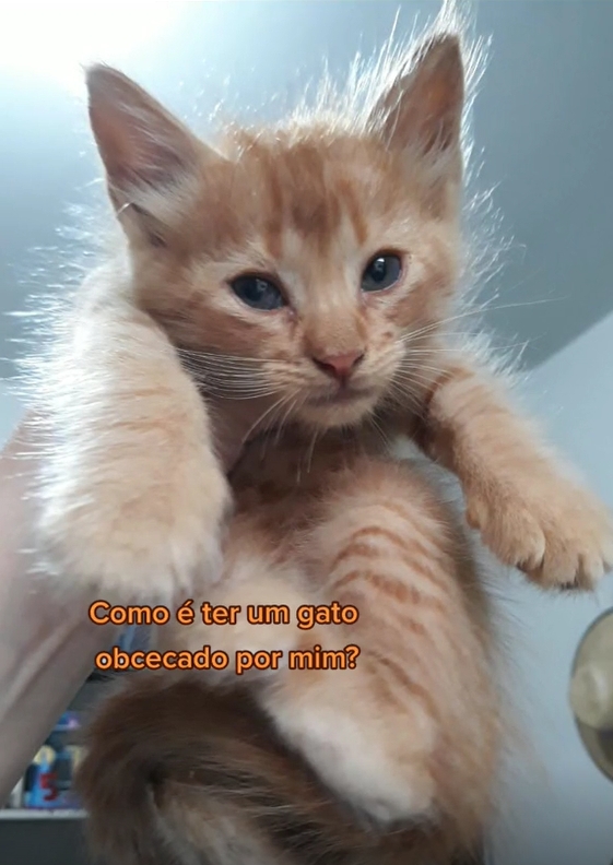 Cat meme  Ícone de gato, Gatinhos fofos, Gatos