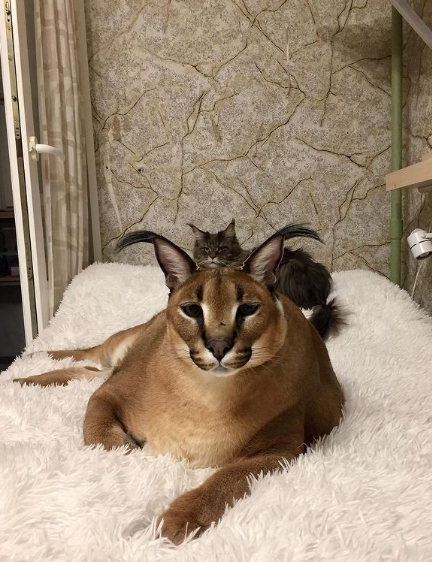 Crie Uma Floppa, Caracal Floppa