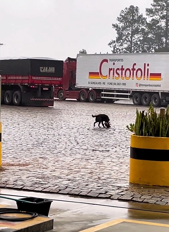 Santander Brasil - Um cachorro de pelúcia que fala, canta e conta piadas +  dois empreendedores cheios de sonhos + o apoio de um banco internacional =  uma multinacional em expansão. A