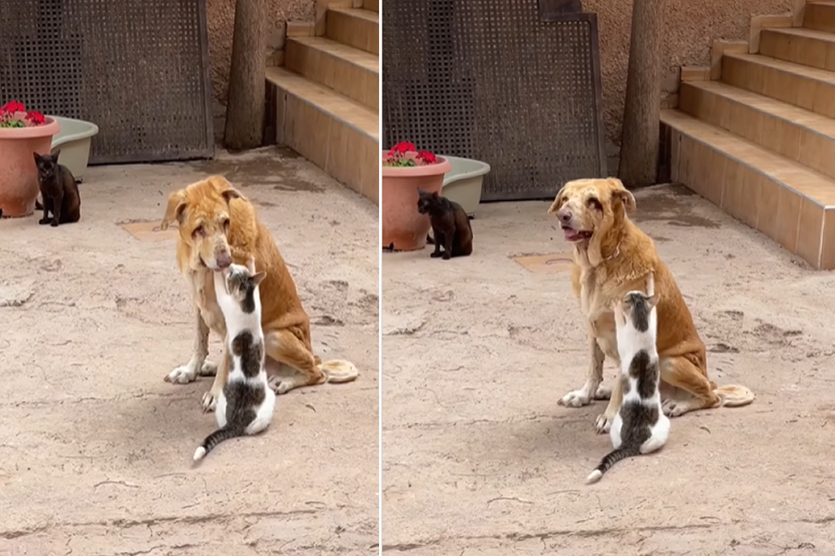 Abrigos: animais idosos, doentes e pretos ficam mais tempo