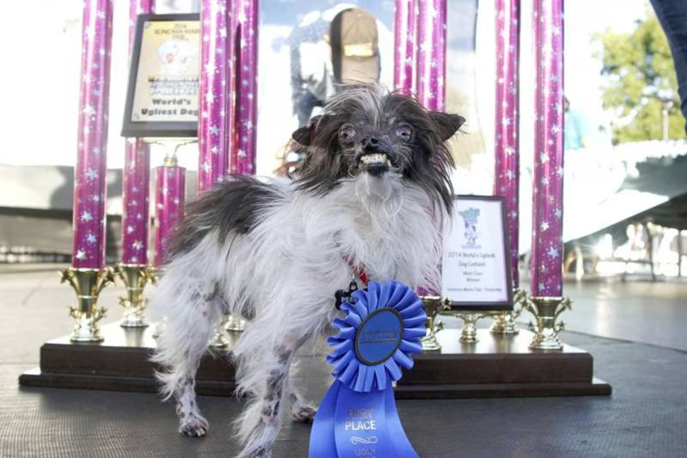 Competição do cachorro mais feio do mundo está com inscrições abertas para  2023