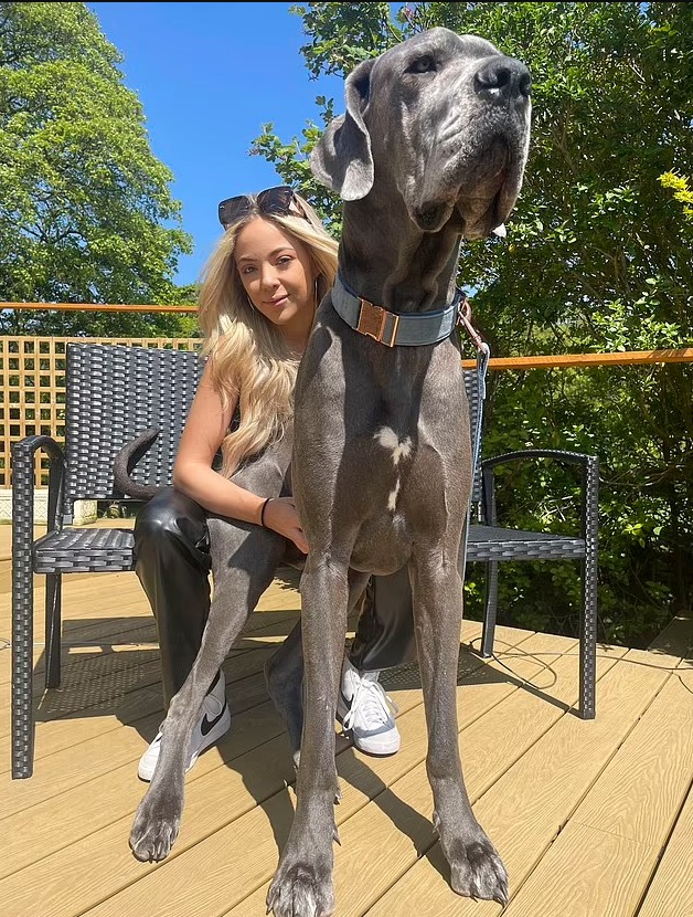 Conheça Wellington, um cachorro 'gigante' mais alto que sua tutora