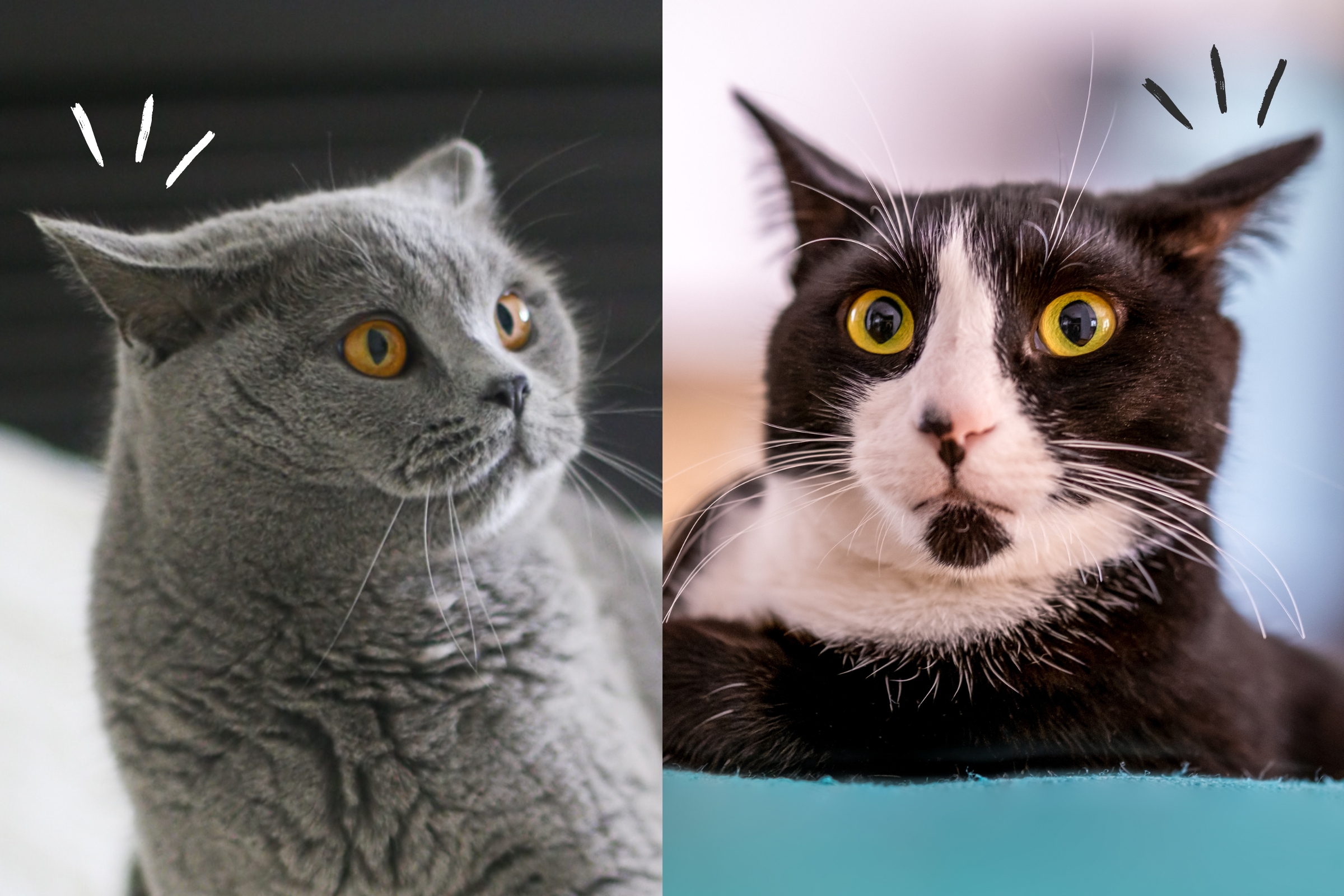 SIC K - Adivinha: Tem orelhas de gato, e não é gato. Tem focinho de gato, e  não é gato rabo-de-gato e não é gato. O que é?