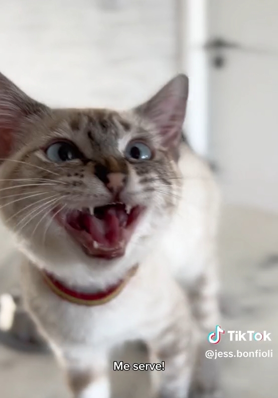 Gato faz paródia de cena de novela e 'obriga' dona a ser sua serviçal; vídeo  engraçado