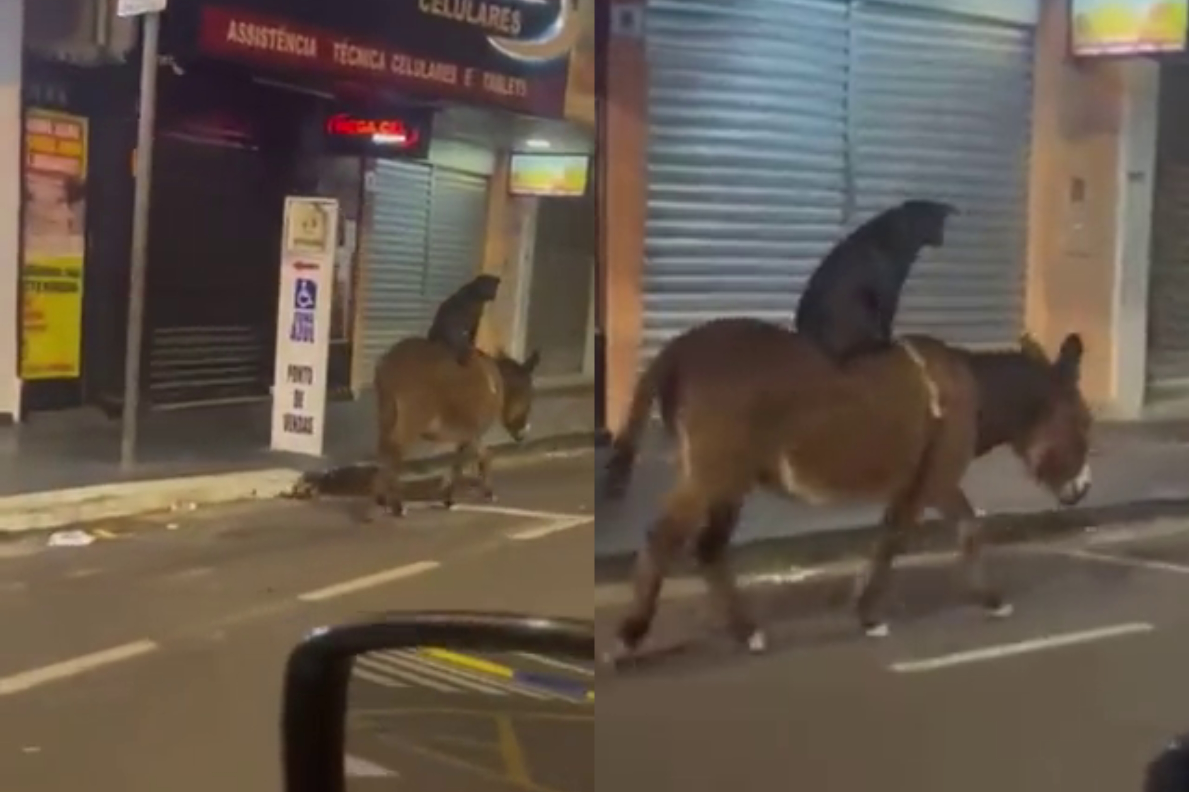 Um vídeo de uma cachorra pegando carona no lombo de um burrinho vira