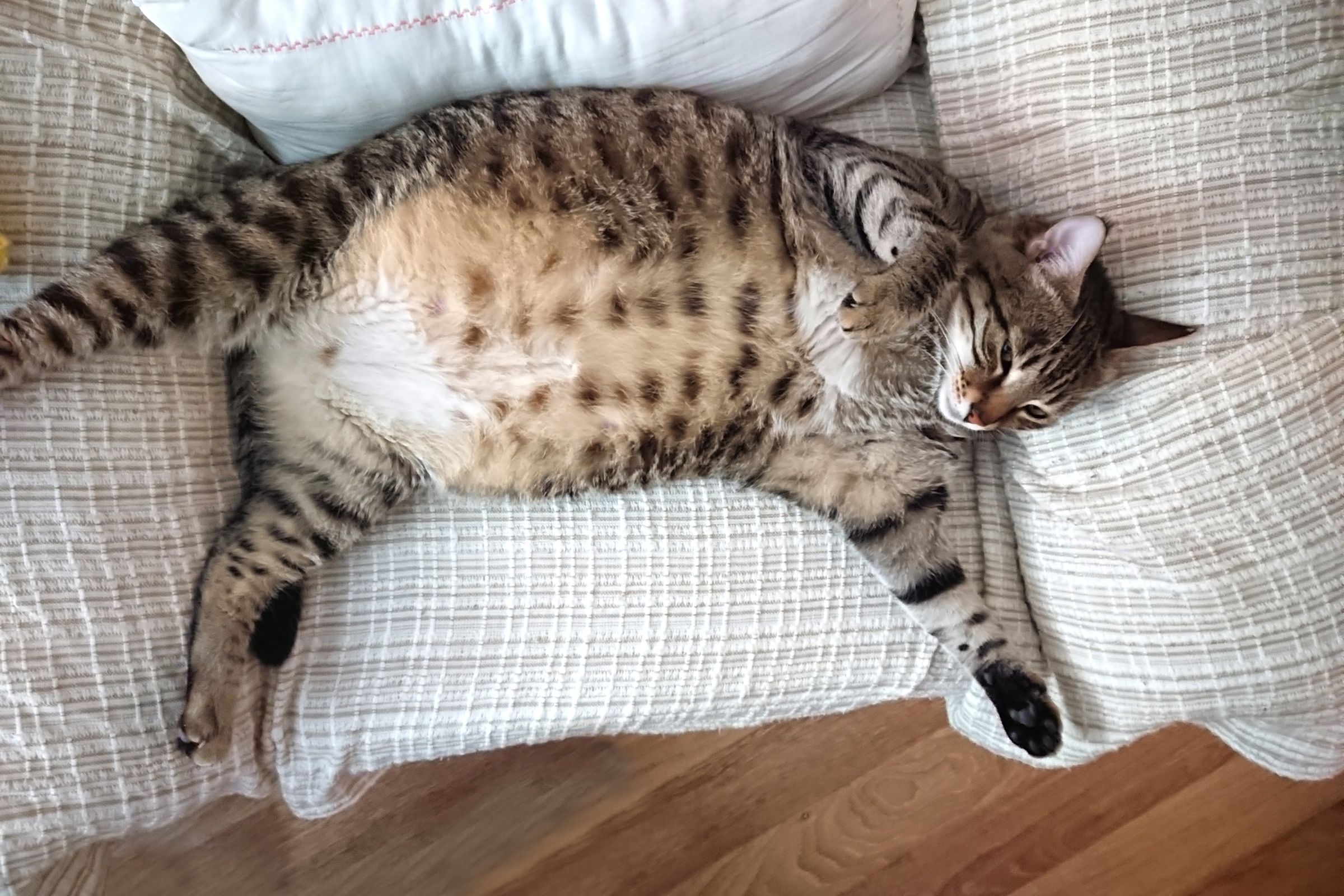Coma minha gata