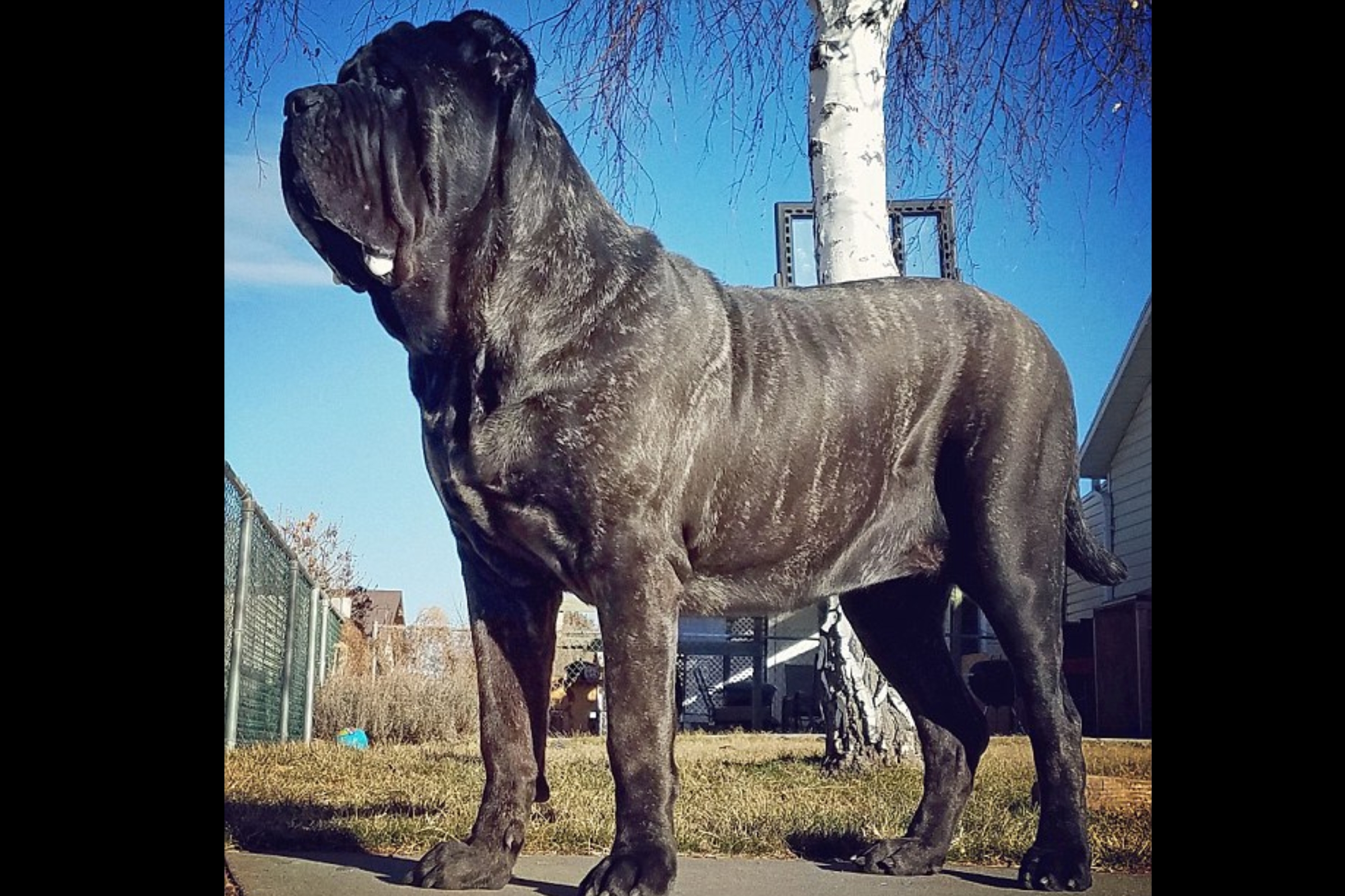 Maior Cachorro do Mundo