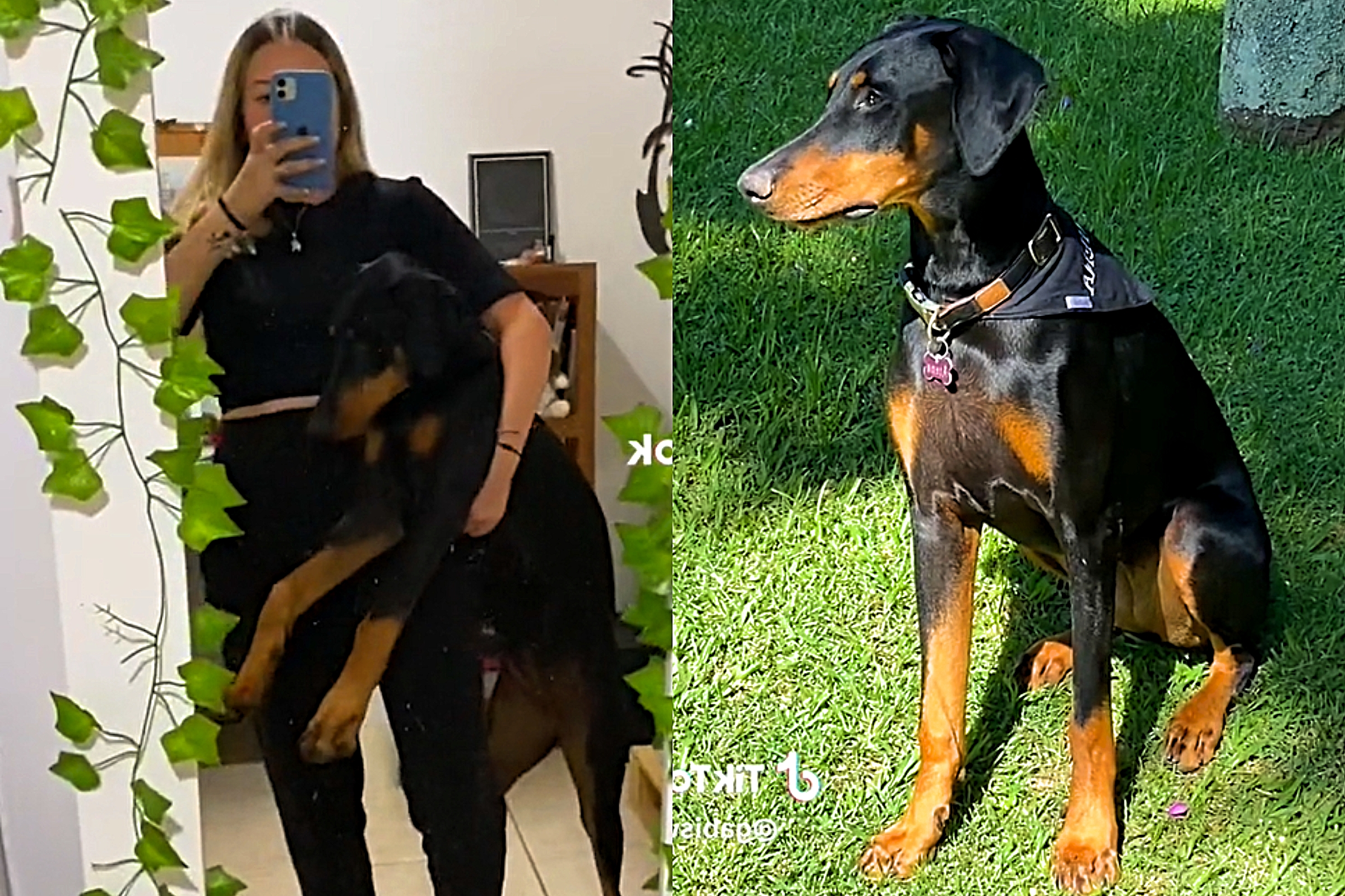 Cachorro Doberman: descubra aqui tudo sobre a raça