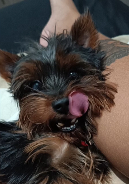 Pinscher + Yorkshire = Yorkie Pin: Conheça esses cães filhotes