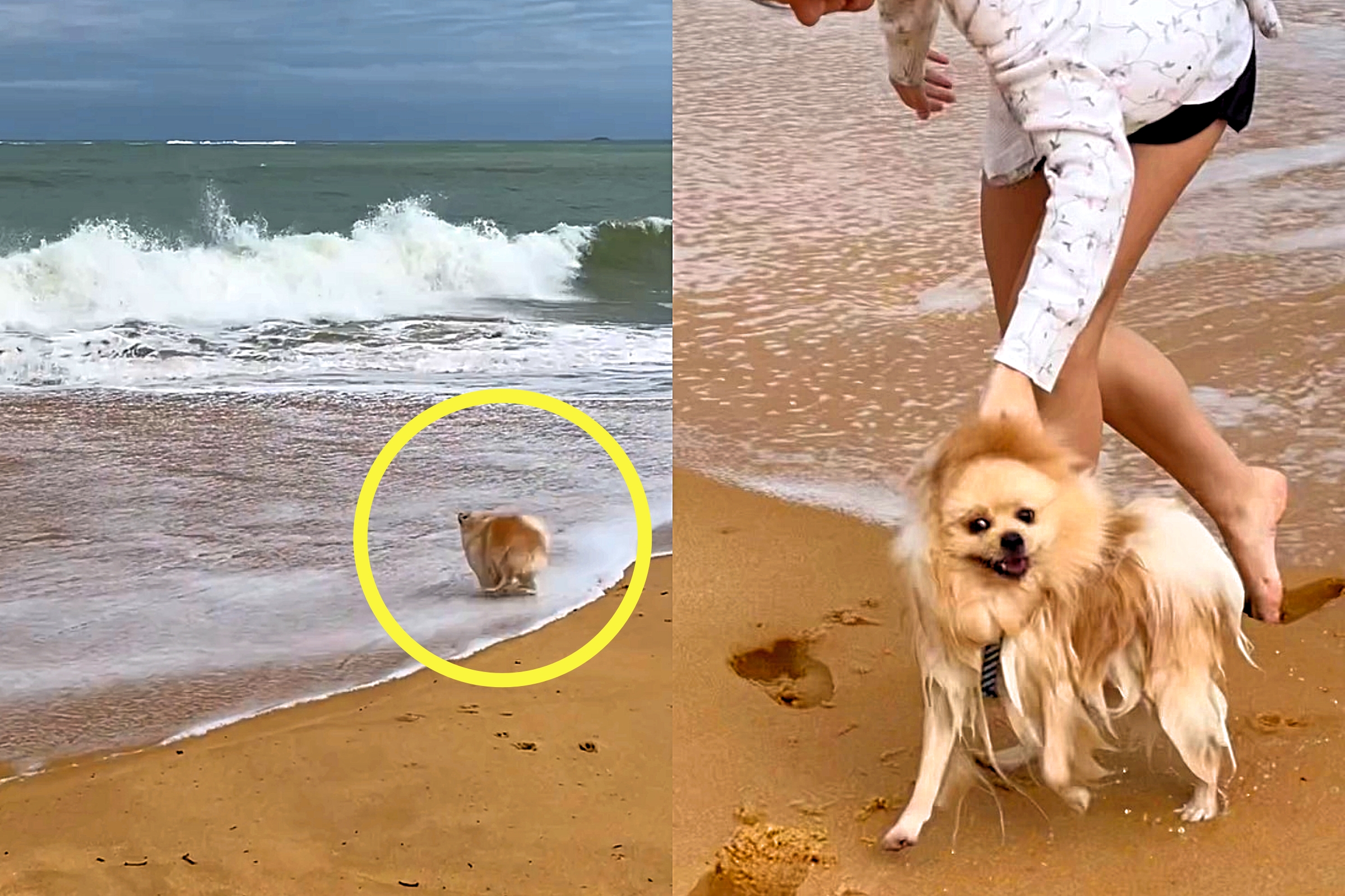 Cão Lulu da Pomerânia 'mete o loko' na praia e dá susto em tutora; vídeo