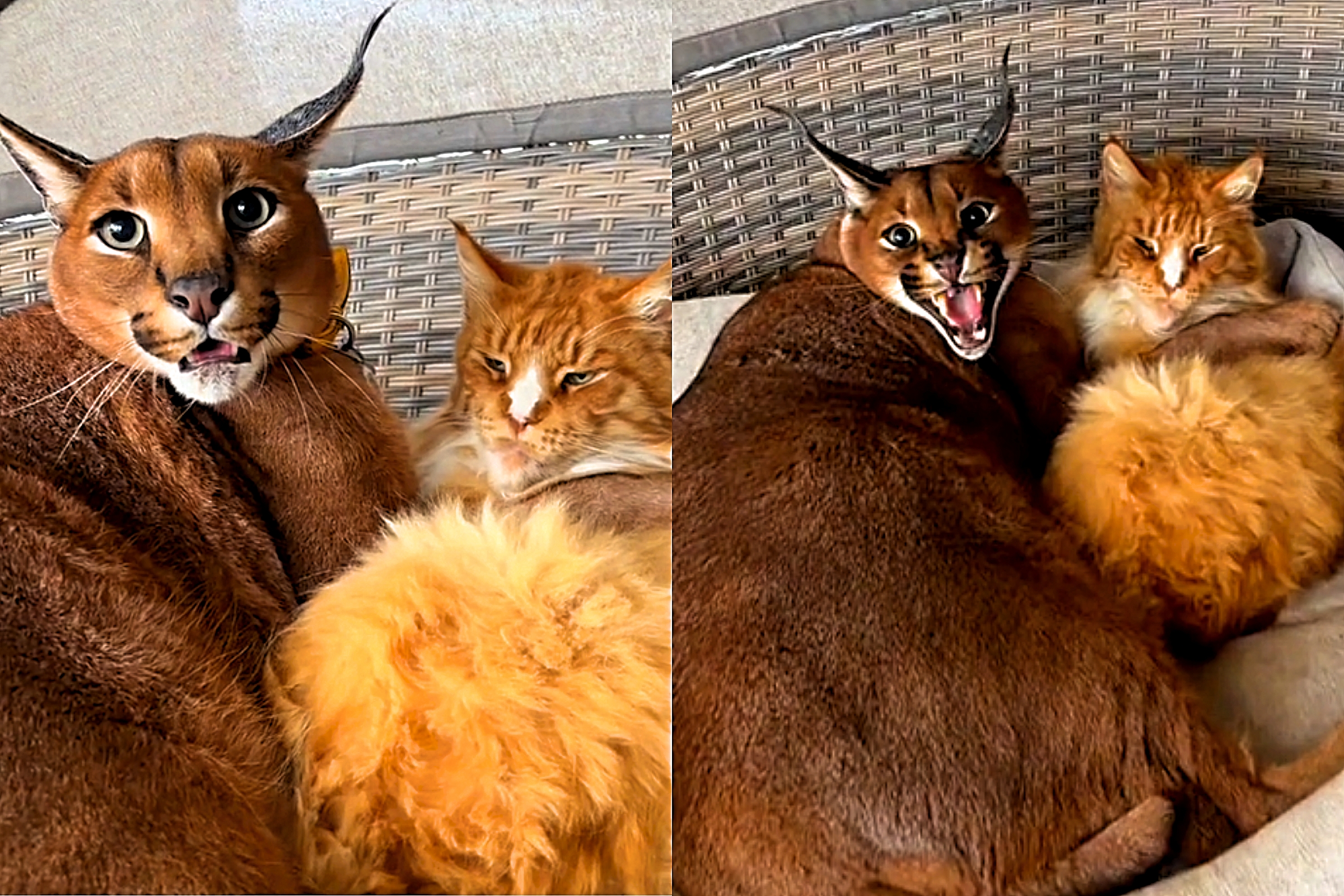 GATO CARACAL SELVAGEM, É PERIGOSO CRIAR UM GATO CARACAL SELVAGEM? COMO AS  PESSOAS CRIAM O CARACAL 