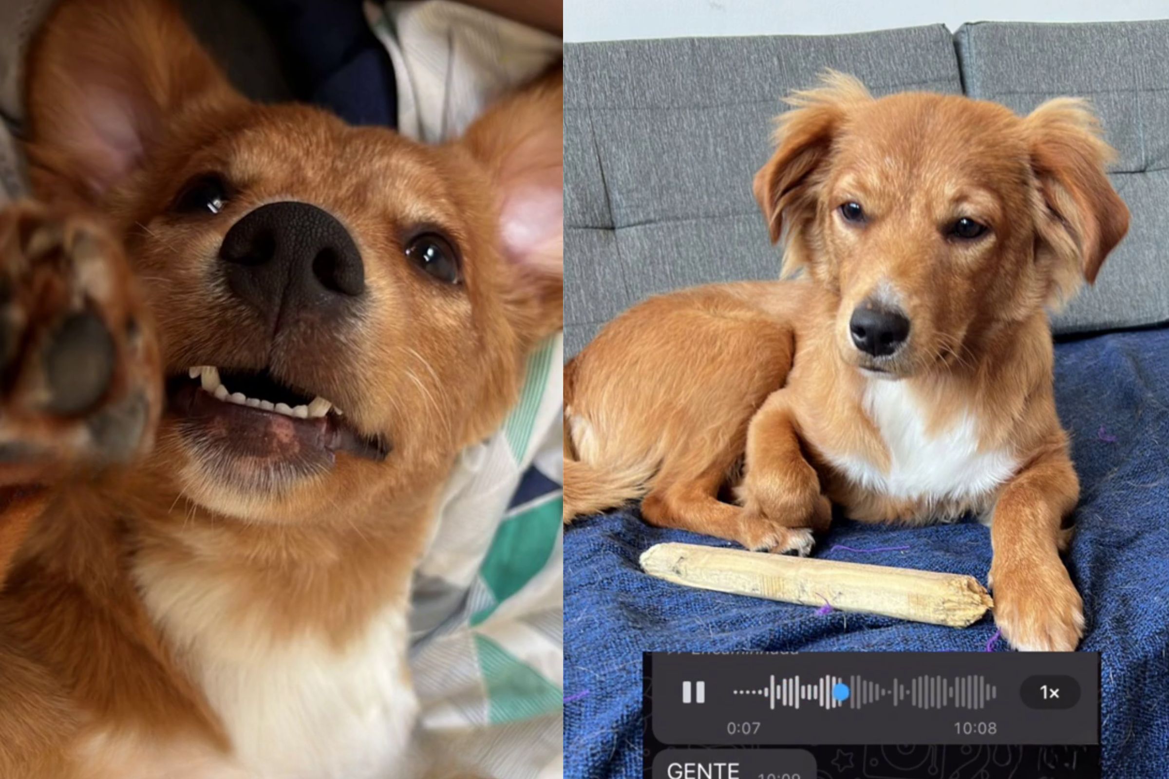 Cães Engraçados - Vídeos e Fotos Divertidos da Internet
