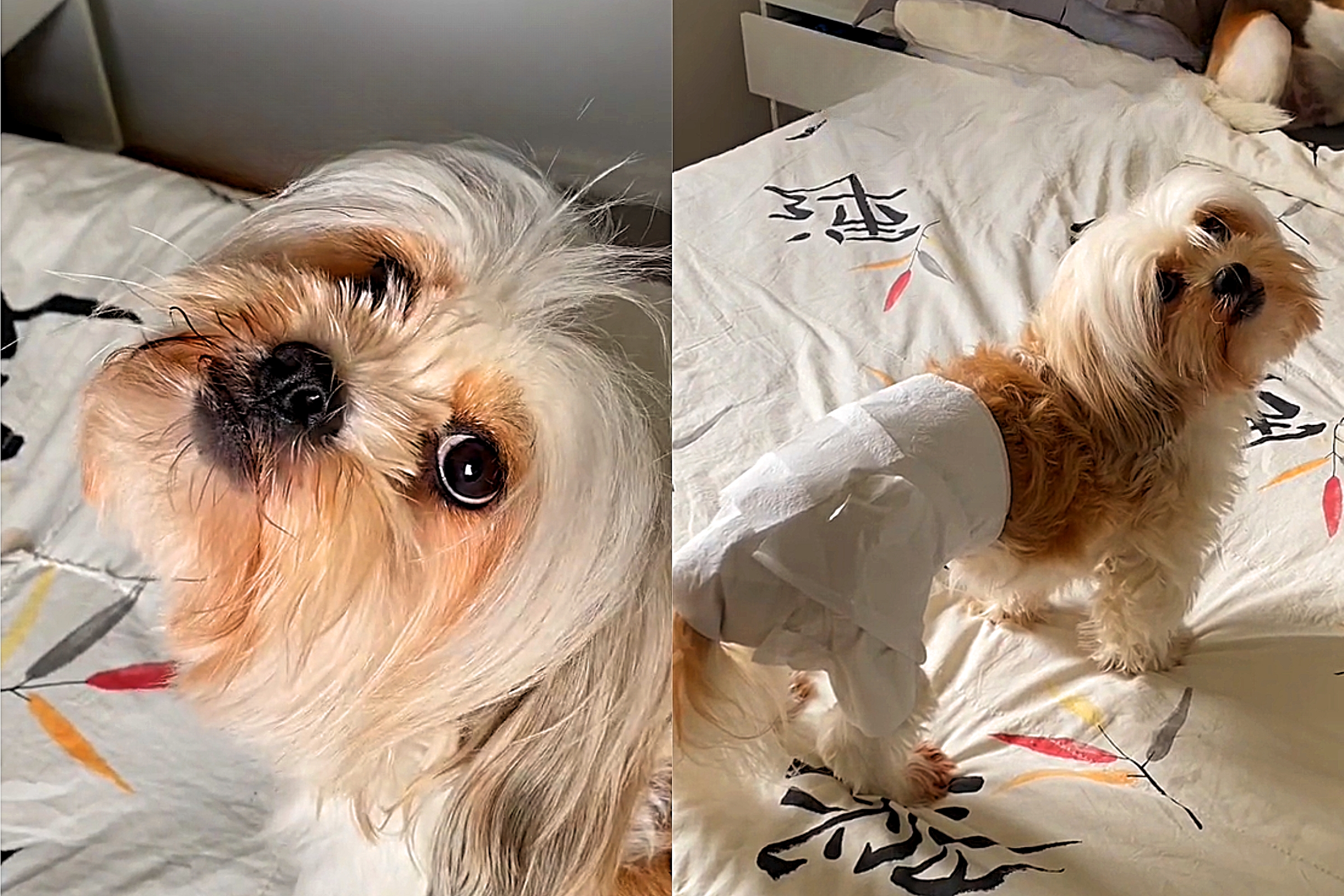 Cachorra menstrua com quantos anos