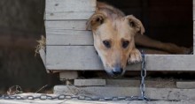 Manter animais acorrentados pode ser proibido em Curitiba, multa poderá chegar a R$200 mil