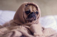 Depressão em cães: causas, sintomas e tratamentos