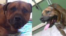 Cão que comoveu o mundo ao chorar no momento do abandono é adotado e ganha um final feliz
