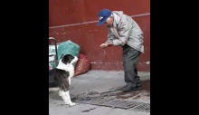 Simples gesto de idoso oferecendo água para cão sedento está comovendo o mundo inteiro (VEJA O VÍDEO)