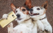 6 motivos pelos quais ter 2 cães é melhor que ter apenas 1