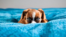 8 tipos de medos e fobias comuns em cachorros