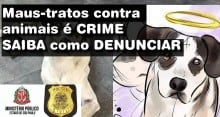 Polícia e Ministério Público ensinam como denunciar o crime de Maus-tratos contra animais
