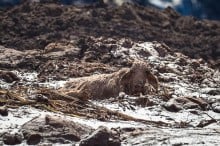 Vale pagará multa diária de R$ 100 mil por falha no resgate de animais