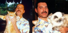 20 fotos que mostram como Freddie Mercury amava seus gatos como se fossem filhos