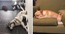 Donos estão compartilhando na internet o quanto seus cachorros são folgados - veja fotos
